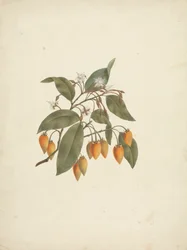 Mimusops kummel A. DC.: fertige Zeichnung mit einigen Blumen