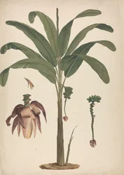 Musa x sapientum L. (Banane): fertige Zeichnung mit Details der Blütenstände
