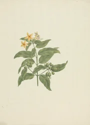 Mussaenda arcuata Lam. ex Poir.: fertige Zeichnung ohne Details