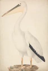 Pelecanus onocrotalus (Großer Weißer Pelikan)
