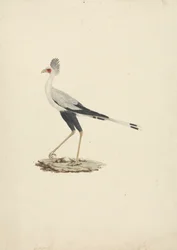 Sagittarius serpentarius (Sekretärvogel)