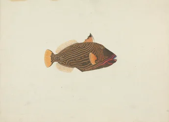 Unidentifizierter Fisch