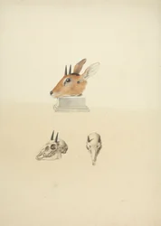 Unidentifizierter Madoqua (Dik-dik): Studie von Kopf und Schädel