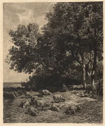 Landschaft und Schafe
