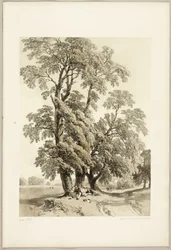 Ulme, aus Der Park und der Wald