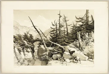 Lärche, aus Der Park und der Wald