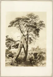 Schottische Kiefer, aus "Der Park und der Wald"
