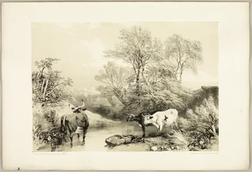 Dorn, Weide, Buche und Birke, aus Der Park und der Wald