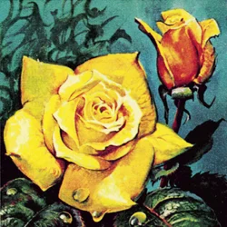 Rose mit Tau