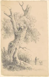 Baum in der Nähe des Ufers