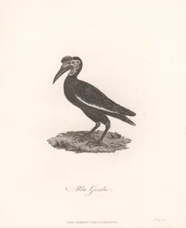 Abba Gumba