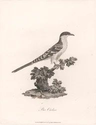 Bienenkuckuck