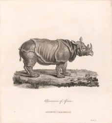Nashorn von Afrika
