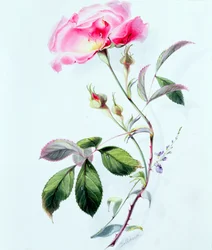 Eine Rose