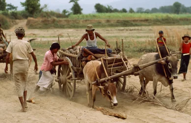 Ein Ochsenkarren bleibt im schweren Staub auf einer schlechten Straße stecken. Sebin Village, Burma