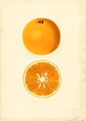 Homosassa-Orangen (Citrus sinensis)