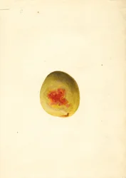 Pfirsich (Prunus persica: Elberta)