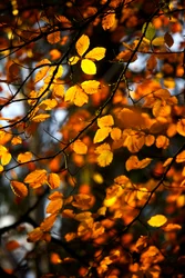 Gelbe und goldene Herbstblätter noch am Ast eines Baumes, 2009