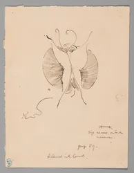 Schmetterling (recto); Fragment eines Schmetterlings (verso)