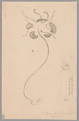 Schmetterling (recto); Studie eines Schmetterlings (verso)