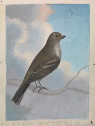 Ein Vogel