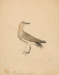 Ein Vogel