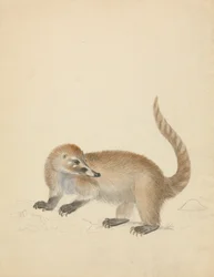 Ein Coatimundi