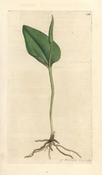 Natternzunge, Ophioglossum vulgatum. Handkolorierter Kupferstich nach einer Illustration von James Sowerby aus James Smith