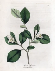 Storax, Styrax officinalis