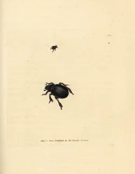 Aphodius arenarius Käfer (Scarabaeus ovalis). Handkolorierter Kupferstich von James Sowerby aus The British Miscellany, oder Coloured figures of new, rare, or little known animal subjects.