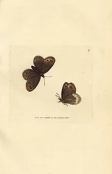 Arran-Braun, Erebia ligea (Papilio ligea). Handkolorierter Kupferstich von James Sowerby aus The British Miscellany, oder Coloured figures of new, rare, or little known animal subjects.