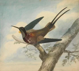 Paradiesvogel und Rückseite: Skizze einer Blume