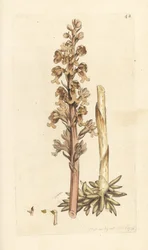 Nestwurz, Neottia nidus-avis