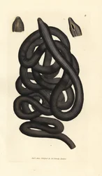 Schnurwurm, Lineus longissimus. Handkolorierte Kupferstichgravur von James Sowerby aus The British Miscellany, oder Coloured figures of new, rare, or little known animal subjects.