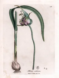 Botanische Tafel: Anbau von Knoblauch (Allium sativum) zeigt Zwiebel, Blätter und violette Blüten. Handkolorierter Kupferstich aus einer Illustration von James Sowerby. Auszug aus dem Buch von William Woodville und Sir William Jackson Hooker „Botanique med