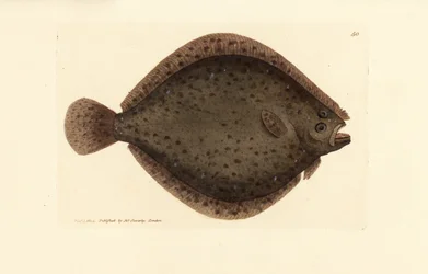 Steinbutt oder Drachenfisch, Scophthalmus rhombus (Pleuronectes rhombus). Handkolorierte Kupferstichgravur von James Sowerby aus The British Miscellany, oder Coloured figures of new, rare, or little known animal subjects.
