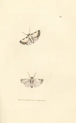 Brixton-Schönheit, Acontia nitidula (Phalaena catena). Handkolorierte Kupferstichgravur von James Sowerby aus The British Miscellany, oder Coloured figures of new, rare, or little known animal subjects.