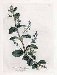 Bachbunge, Veronica beccabunga