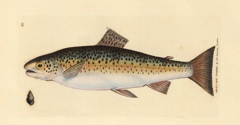 Bachforelle, Salmo trutta fario