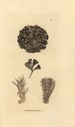 Bugulina avicularia (Flustra avicularis). Handkolorierter Kupferstich von James Sowerby aus The British Miscellany, oder Coloured figures of new, rare, or little known animal subjects.