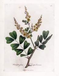 Campeche oder Campeche-Holz - Blauholz, Haematoxylum campechianum. Handkolorierte Kupferstich-Illustration von James Sowerby aus William Woodville und Sir William Jackson Hookers „Medical Botany“, John Bohn, London