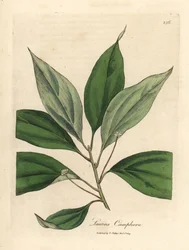 Kampferbaum, Laurus camphora