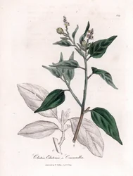 Cascarilla, Croton eluteria