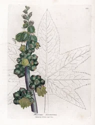 Rizinus - Rizinuspflanze, Ricinus communis. Handkolorierte Kupferstichgravur aus einer botanischen Illustration von James Sowerby aus William Woodville und Sir William Jackson Hooker