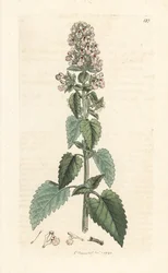Katzenminze, Nepeta cataria
