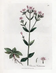 Tausendgüldenkraut, Chironia centaurium
