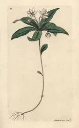 Sternmiere, Lysimachia europaea