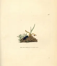 Schnellkäfer, Selatosomus aeneus (Elater cyaneus). Handkolorierte Kupferstichgravur von James Sowerby aus The British Miscellany, oder Coloured figures of new, rare, or little known animal subjects.
