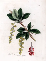 Gemeine Berberitze, Berberis vulgaris. Handkolorierter Kupferstich aus einer botanischen Illustration von James Sowerby aus William Woodville und Sir William Jackson Hooker