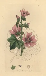 Gemeine Malve, Malva sylvestris Handkolorierte Kupferstichgravur nach einer Zeichnung von James Sowerby für James Smiths English Botany